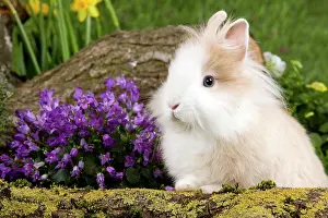 Kits: Dwarf Lop Rabbit