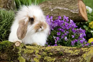 Kits: Dwarf Lop Rabbit