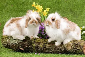 Kits: Dwarf Lop Rabbit
