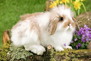 Kits: Dwarf Lop Rabbit
