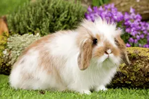 Kits: Dwarf Lop Rabbit