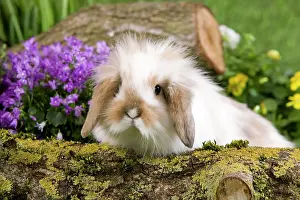 Kits: Dwarf Lop Rabbit