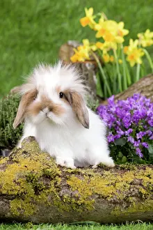 Kits: Dwarf Lop Rabbit