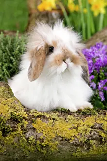 Kits: Dwarf Lop Rabbit