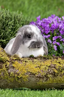 Kits: Dwarf Lop Rabbit