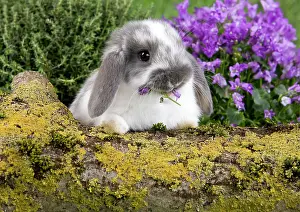 Kits: Dwarf Lop Rabbit