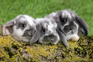 Kits: Dwarf Lop Rabbit