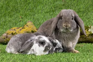 Kits: Dwarf Lop Rabbit
