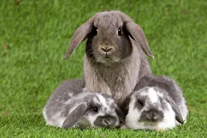 Kits: Dwarf Lop Rabbit
