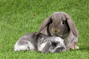 Kits: Dwarf Lop Rabbit