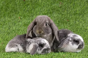 Kits: Dwarf Lop Rabbit