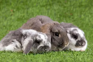 Kits: Dwarf Lop Rabbit
