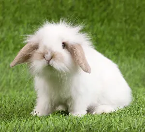 Jean-michel Labat: Dwarf Lop Rabbit