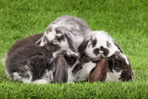Kits: Dwarf Lop Rabbit - adult & young