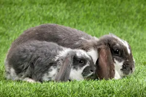 Kits: Dwarf Lop Rabbit - adult & young