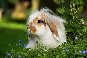 Lops: Dwarf lop rabbit - in garden