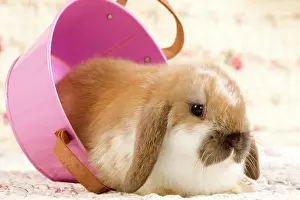 Dwarf: Dwarf Lop Rabbit - in pink bucket