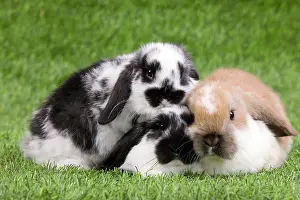 Kits: Dwarf Lop Rabbits