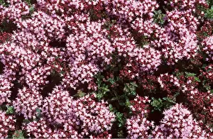 Marjoram: DWARF MARJORAM - good for bees & other insects