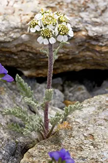 Nana: Dwarf Milfoil / Dwarf Yarrow - in flower