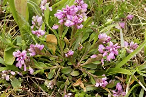 Polygala: Dwarf milkwort - on limestone grassland