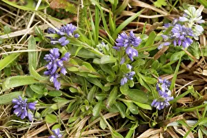 Polygala: Dwarf milkwort - on limestone grassland