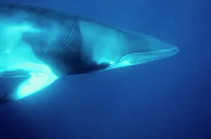 Inquisitive: Dwarf minke whale (Balaenoptera acutorostrata)