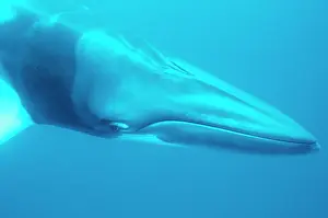 Inquisitive: Dwarf minke whale (Balaenoptera acutorostrata)