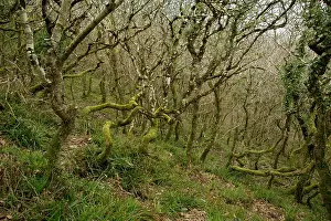 Exposure: Dwarf mixed oak woodland at Dizzard - in the Boscastle