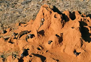Parvula: DWARF MONGEESE - in termite nest