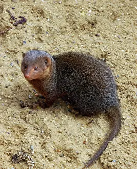Parvula: Dwarf Mongoose