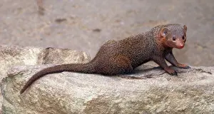 Parvula: Dwarf Mongoose