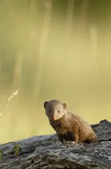 Parvula: Dwarf Mongoose