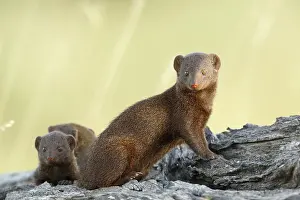 Parvula: Dwarf Mongoose