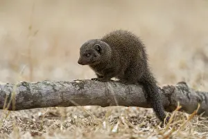 Parvula: Dwarf Mongoose