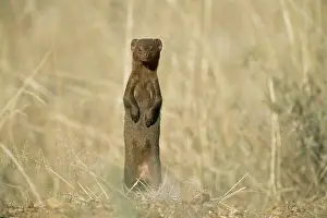Parvula: Dwarf Mongoose