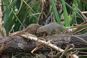 Parvula: Dwarf Mongoose