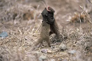 Parvula: Dwarf Mongoose fight - Probably a resident male