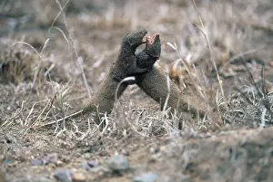 Parvula: Dwarf Mongoose fight - Probably a resident male