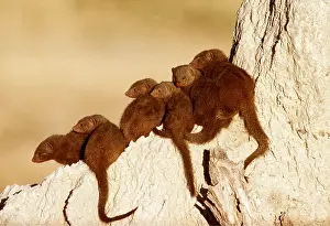 Temperature: Dwarf MONGOOSE - group, sunbathing