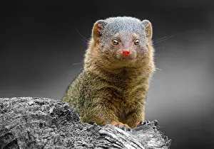 Lights: Dwarf mongoose (Helogale parvula)