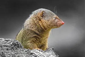 Lights: Dwarf mongoose (Helogale parvula)