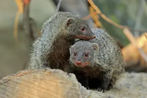 Parvula: Dwarf mongoose (Helogale parvula), adult, pair