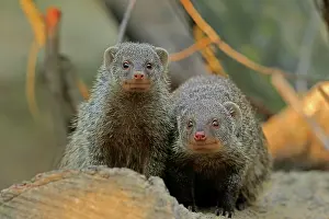 Parvula: Dwarf mongoose (Helogale parvula), adult, pair
