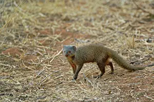 Parvula: Dwarf Mongoose, Helogale parvula, Samburu