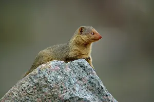 Parvula: Dwarf Mongoose, Helogale parvula, Serengeti