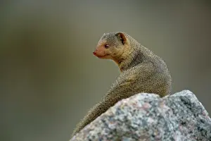 Parvula: Dwarf Mongoose, Helogale parvula, Serengeti
