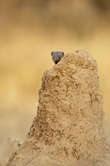Termite: Dwarf Mongoose (Helogale parvula) sitting on a