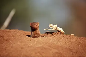 Outs: DWARF MONGOOSE - peeping from hole