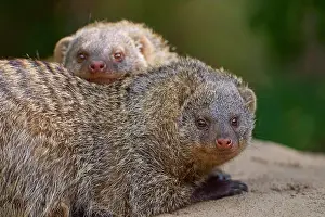 Dwarf: Dwarf Mongooses (Helogale parvula), two animal, Captive